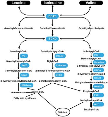 Atherosclerosis Linked to Aberrant Amino Acid Metabolism and Immunosuppressive Amino Acid Catabolizing Enzymes